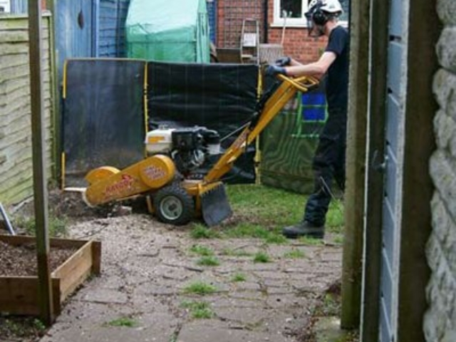 Tree Cutting